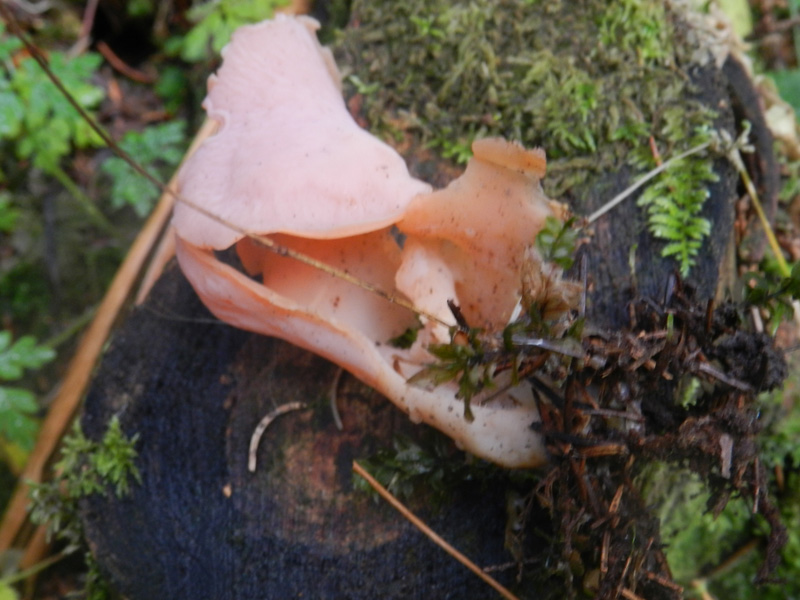 bosco di prevalenza conifere ritr. del 1-11-2011